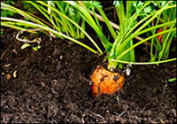 04-Placeholder-Garden-Top-Soil